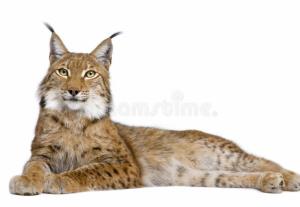 Eurasian Lynx (lynx lynx)  Ee