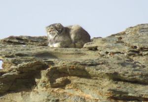 Pallas's Cat  (Ribilik)