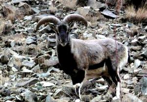 Blue Sheep / Bharal  (rNapo)