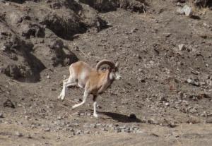Ladakh Urial (Shapo)