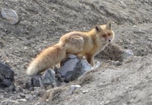 Red Fox ( Watsey)
