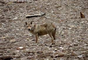 Himalayan Wolf ( Shang ku)