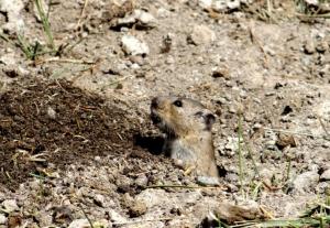 Stolicska Vole (Zabra)