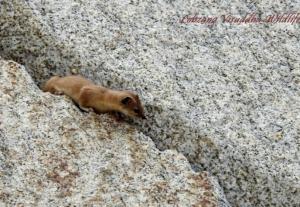 Himalayan Weasel (Lakirmo)