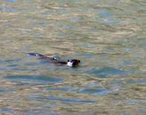 Eurasian Otter (Chu-sRam)