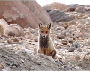 Red Fox (Waatsey)