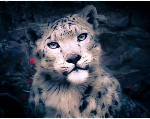 Snow Leopard (Panthera Uncia)  rChan or Shan