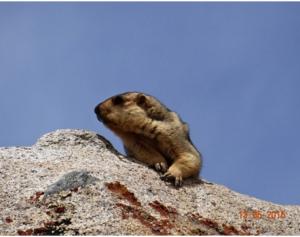 Himalayan Marmot (Phia)