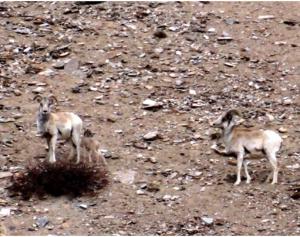 Tibetan Argali ( Nyan or rNyan)