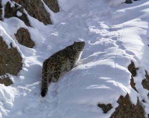 Snow Leopard   ( rChan)