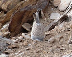 Woolly Hare (Ribong)