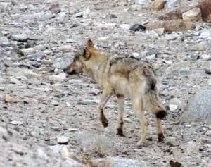 Tibetan or Himalayan Wolf ( Shangku)