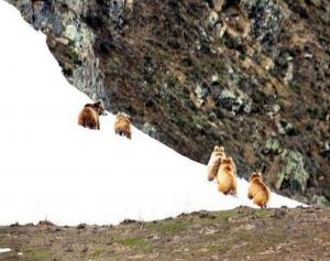 Himalayan Brown Bear (Denmo), Photo by Intesar Sohail 