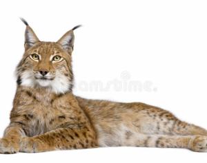 Eurasian Lynx (lynx lynx)  Ee