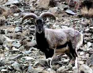 Blue Sheep / Bharal  (rNapo)