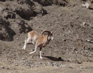 Ladakh Urial (Shapo)