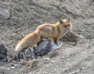 Red Fox ( Watsey)