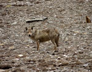 Himalayan Wolf ( Shang ku)