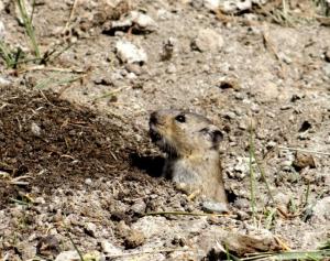 Stolicska Vole (Zabra)