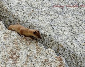 Himalayan Weasel (Lakirmo)
