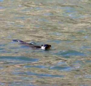 Eurasian Otter (Chu-sRam)
