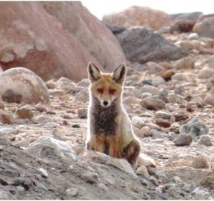 Red Fox (Waatsey)