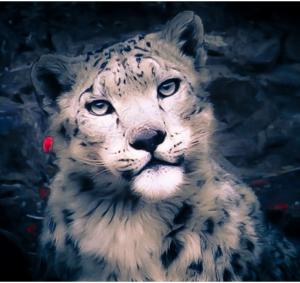 Snow Leopard (Panthera Uncia)  rChan or Shan