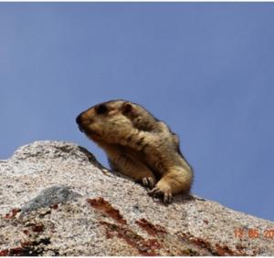 Himalayan Marmot (Phia)