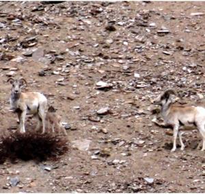 Tibetan Argali ( Nyan or rNyan)