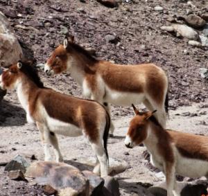 Wild Ass / Kiang 