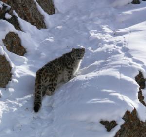 Snow Leopard   ( rChan)