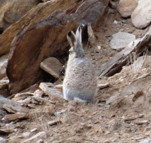 Woolly Hare (Ribong)