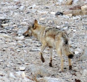 Tibetan or Himalayan Wolf ( Shangku)