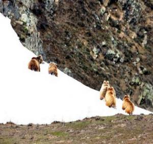 Himalayan Brown Bear (Denmo), Photo by Intesar Sohail 