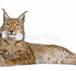 Eurasian Lynx (lynx lynx)  Ee
