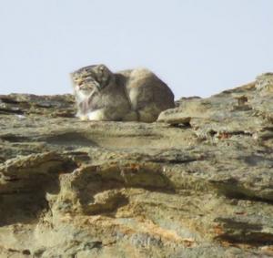 Pallas's Cat  (Ribilik)