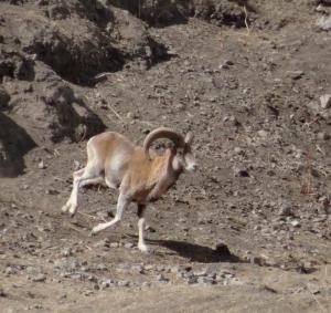 Ladakh Urial (Shapo)