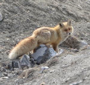 Red Fox ( Watsey)