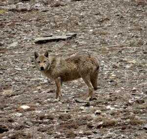 Himalayan Wolf ( Shang ku)