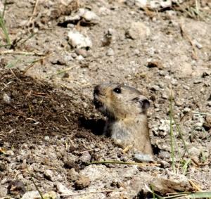 Stolicska Vole (Zabra)