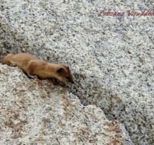 Himalayan Weasel (Lakirmo)