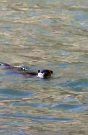 Eurasian Otter (Chu-sRam)