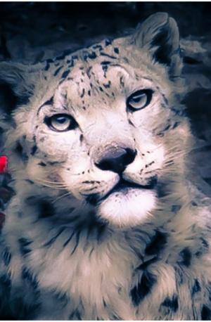 Snow Leopard (Panthera Uncia)  rChan or Shan