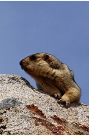 Himalayan Marmot (Phia)