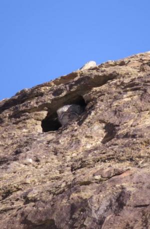 Pallas's Cat (Otocolobus manul) Ribilik or Tak Shan or Dak rChan