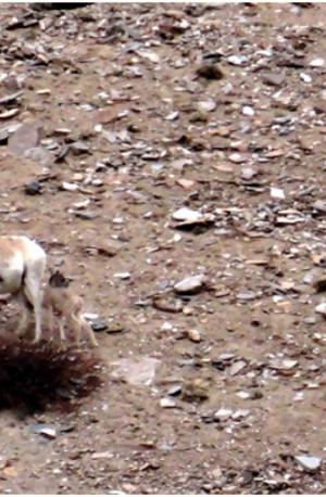 Tibetan Argali ( Nyan or rNyan)