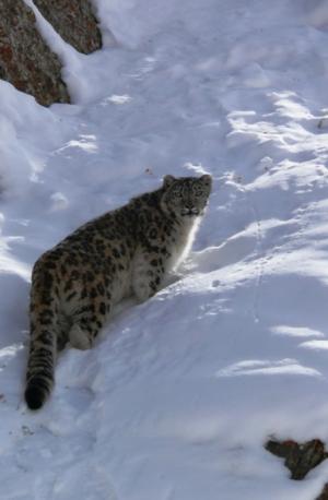 Snow Leopard   ( rChan)