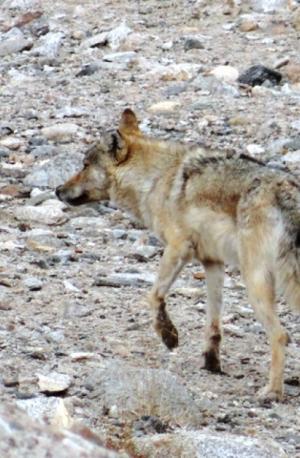 Tibetan or Himalayan Wolf ( Shangku)