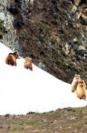 Himalayan Brown Bear (Denmo), Photo by Intesar Sohail 