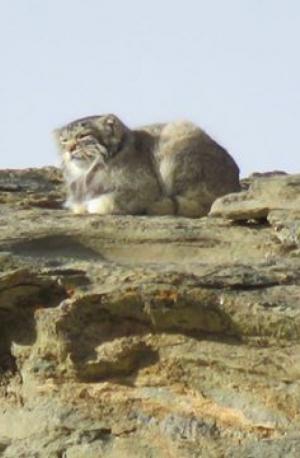 Pallas's Cat  (Ribilik)